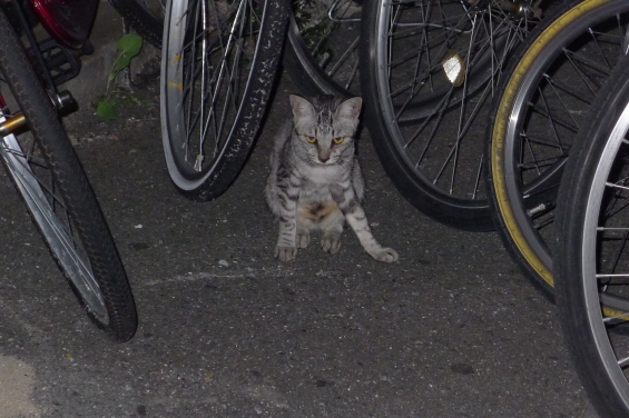 Cat pictures｜夏の夜の猫・・