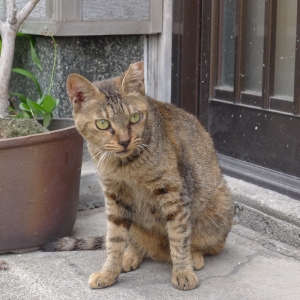 Cat pictures｜にごちゃん