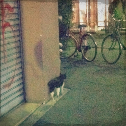 Cat pictures｜夜の街へ