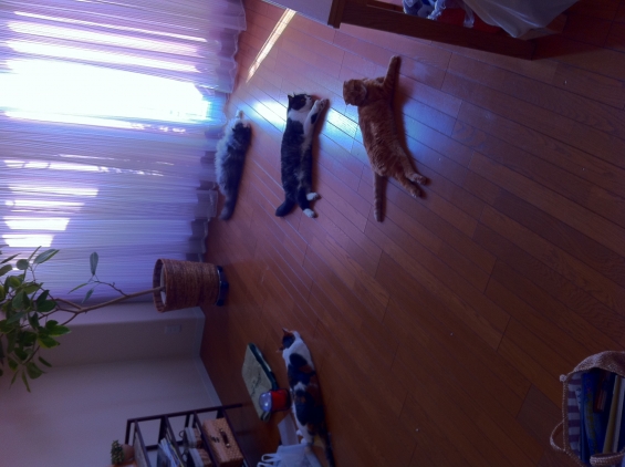 Cat pictures｜4匹並んで床の上で寝るにゃ〜