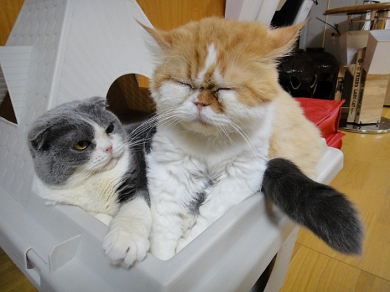 Cat pictures｜猫のマッサージ屋さん２