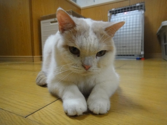 Cat pictures｜同期のプリン