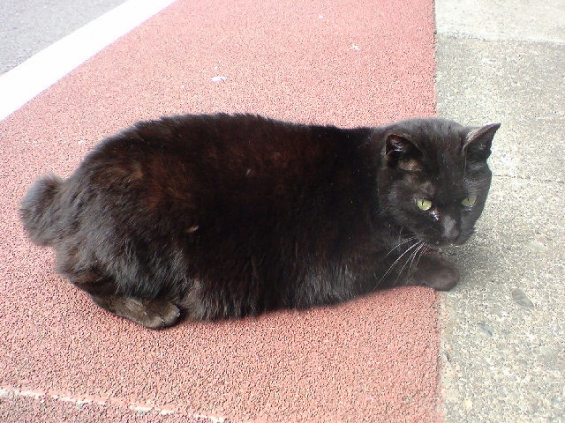 Cat pictures｜黒猫が好き…