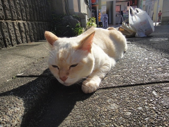 Cat pictures｜朝のチャム