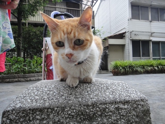 Cat pictures｜ちゃーちゃんが膝に乗ったＯ(≧∇≦)Ｏ