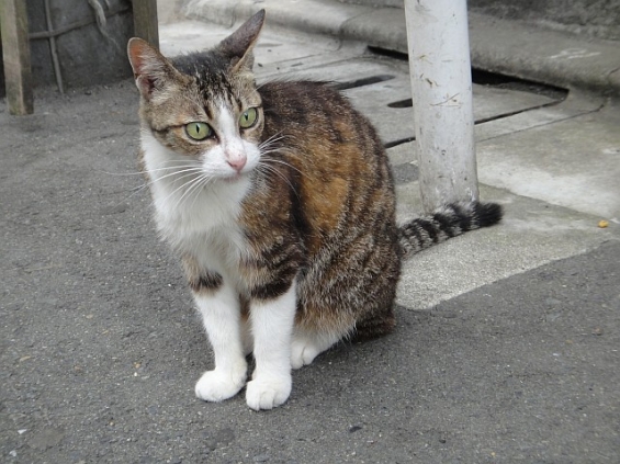Cat pictures｜ころちゃんの朝