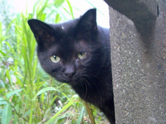 Cat pictures｜黒猫のミタ