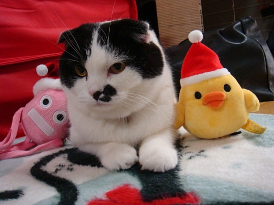 Cat pictures｜メリークリスニャス♪
