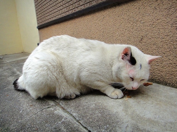 Cat pictures｜川崎の門前猫