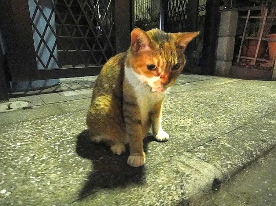 Cat pictures｜真夜中のフロちゃん