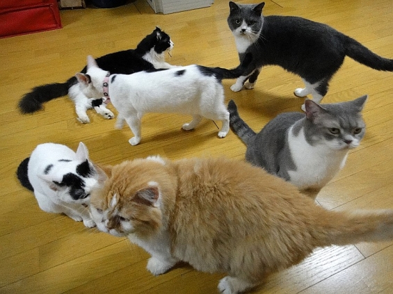 Cat pictures｜集まるカフェ猫たち
