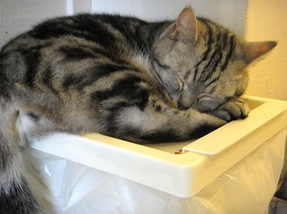 Cat pictures｜お部屋は暖かいから眠いのです