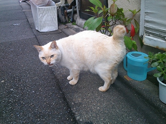 Cat pictures｜朝の挨拶