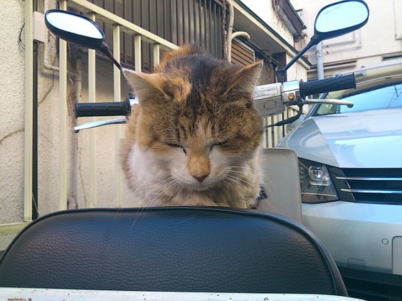 Cat pictures｜居眠り運転は危険にゃ