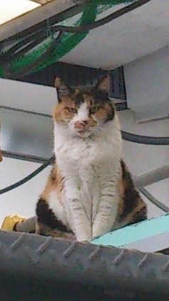 Cat pictures｜駅裏の女王