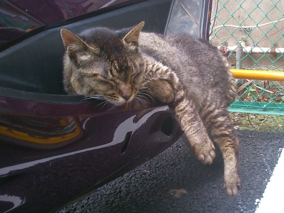 Cat pictures｜夢の中でドライブ