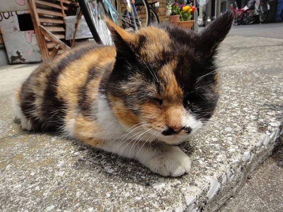 Cat pictures｜漢らしさNo.1三毛猫でエントリー