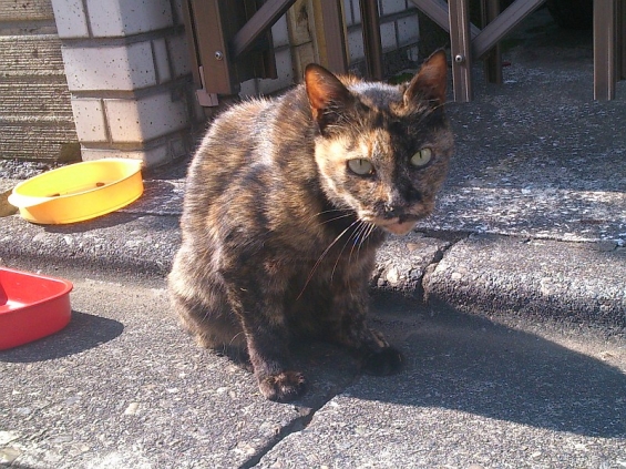 Cat pictures｜ハングロちゃん
