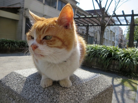 Cat pictures｜春を迎える準備は完了！