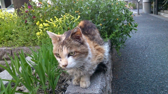 Cat pictures｜春になったね
