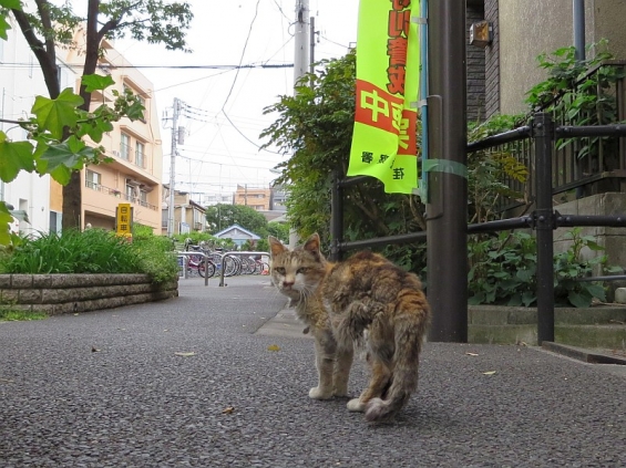 Cat pictures｜ついてきてよ！