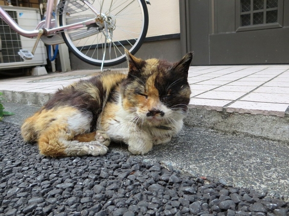 Cat pictures｜暑さがこたえるにゃ(>_<) 