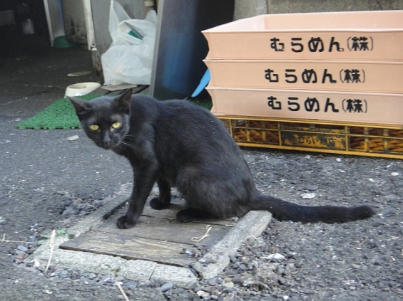 Cat pictures｜黒ちゃん＠黒猫総選挙