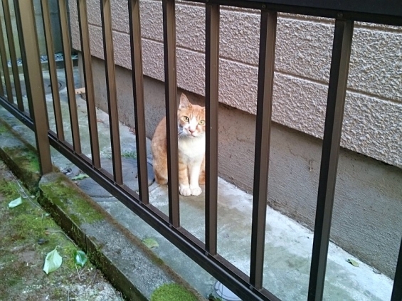 Cat pictures｜挨拶するソックス
