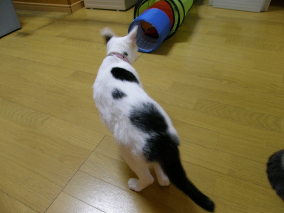 Cat pictures｜ヒザから降りたまるちゃん
