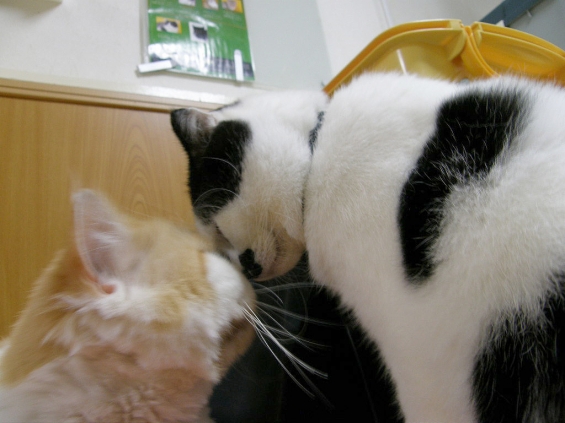 Cat pictures｜鼻ちゅー