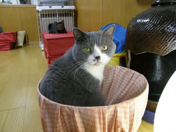 Cat pictures｜ねんね前のご挨拶
