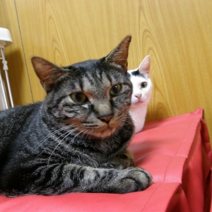 Cat pictures｜【CatsCafe.jp】マイケルくん