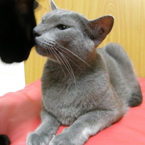 Cat pictures｜【CatsCafe.jp】ショコラくん