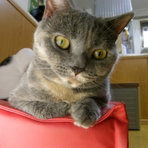 Cat pictures｜【CatsCafe.jp】おぐらちゃん