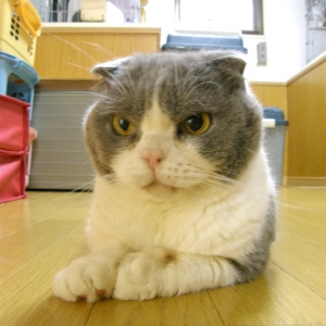Cat pictures｜【CatsCafe.jp】ぶーちゃん