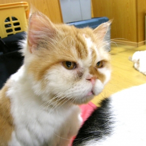 Cat pictures｜【CatsCafe.jp】ケンちゃん