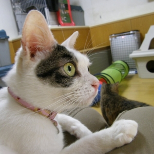 Cat pictures｜【CatsCafe.jp】まるちゃん