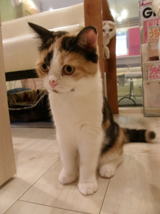 Cat pictures｜スモークキャリコのお嬢さん