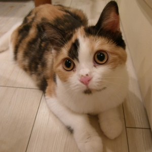 Cat pictures｜【curl up cafe】姉妹1