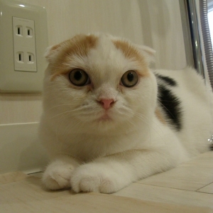 Cat pictures｜【curl up cafe】姉妹2