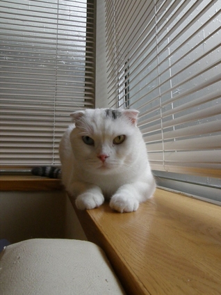 Cat pictures｜窓辺のしろくま