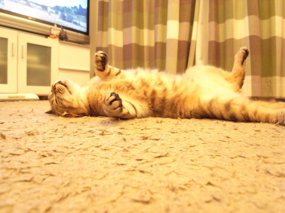 Cat pictures｜ZZZ・・・
