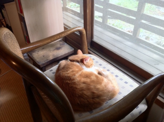 Cat pictures｜窓辺のムイ様専用椅子でお休み中のムイ様