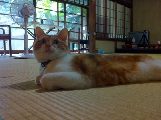Cat pictures｜日本の夏は格別だにゃ