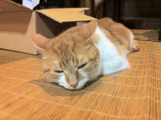 Cat pictures｜悲しい夢みたにゃ(涙目)