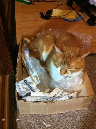 Cat pictures｜箱が好き。ゴミ箱だけど。