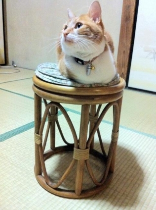 Cat pictures｜狭い椅子の上が好き