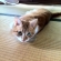Cat pictures｜ツチノコ！