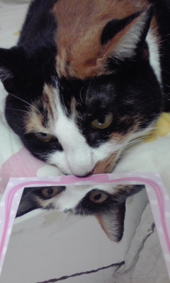 Cat pictures｜びじん
