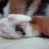 Cat pictures｜にくきゅう